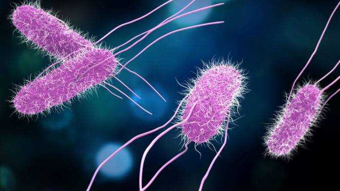 В Африке нашли бактерию, устойчивую к антибиотикам