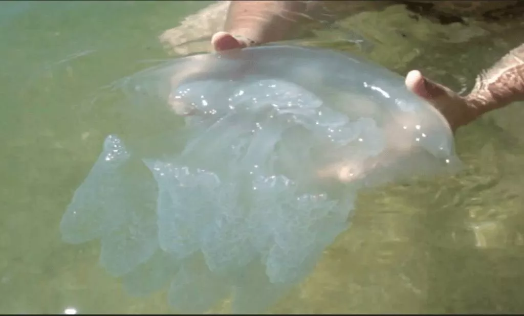 На украинском курорте медузы сбились в "остров"