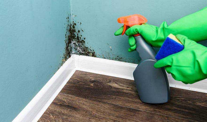 Как убрать плесень в квартире: проверенные способы