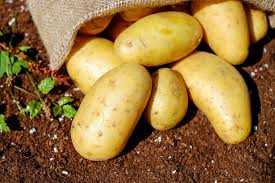 Рекордные цены на картофель неожиданно снизились