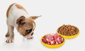 Чем кормить собаку: советы ветеринаров и заводчиков