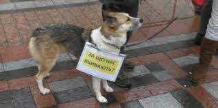 Помста собаці: на Рівненщині буде суд за вбивство цуценяти