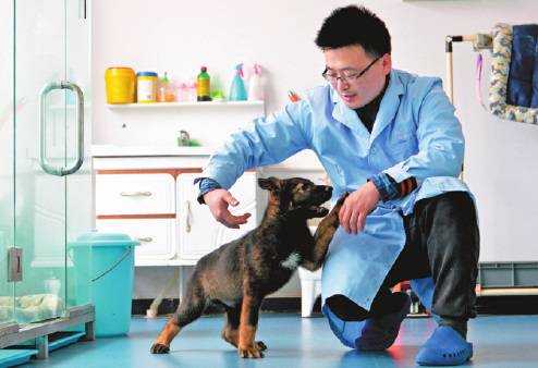 В Китае тренируют первую клонированную собаку-ищейку