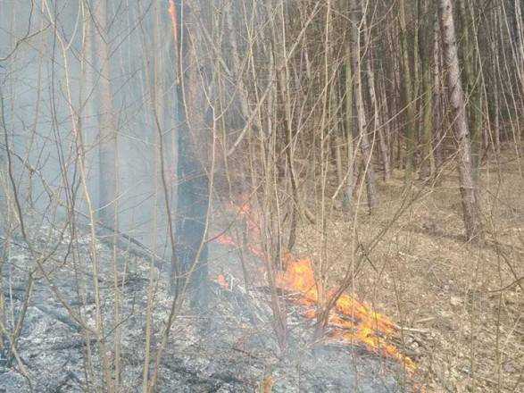 В Черновцах горело три гектара леса