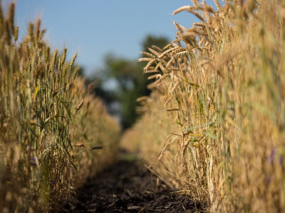 Жатва-2023: в Украине собрали уже 46,7 млн тонн нового урожая