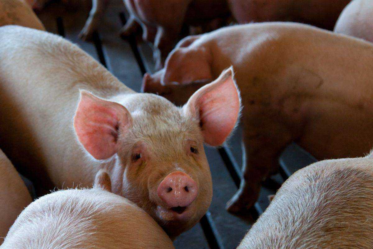 Учені: свині розумніші, ніж собаки і мавпи