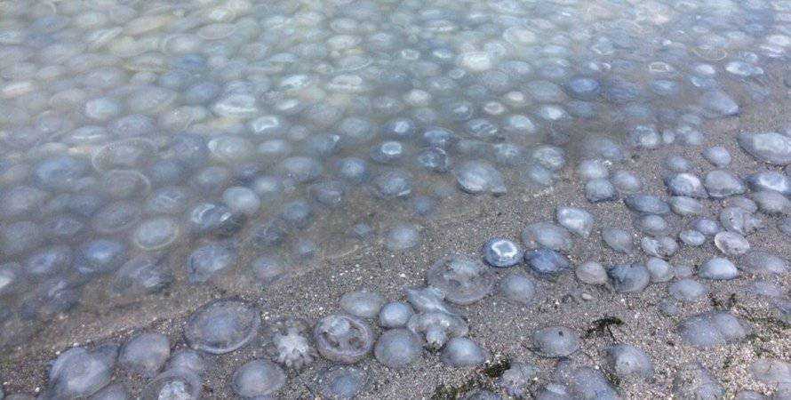В Кирилловке показали на видео "кисельное месиво" из медуз