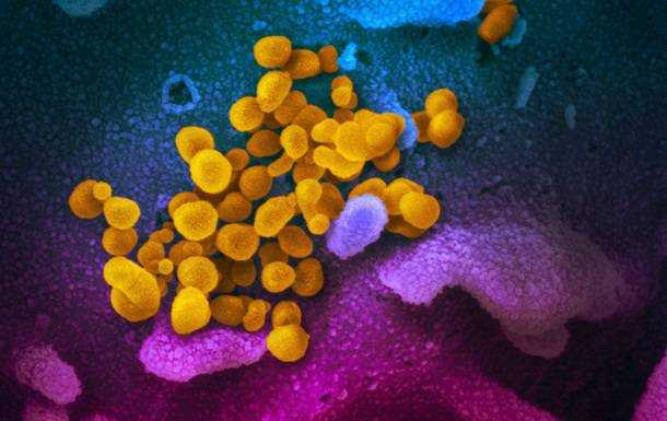 Что нового ученые узнали о коронавирусе