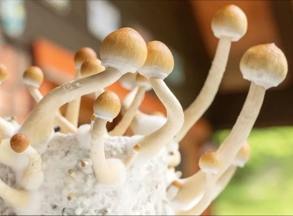 Австралия первой в мире легализовала "экстази" и "волшебные" грибы для лечения психического здоровья