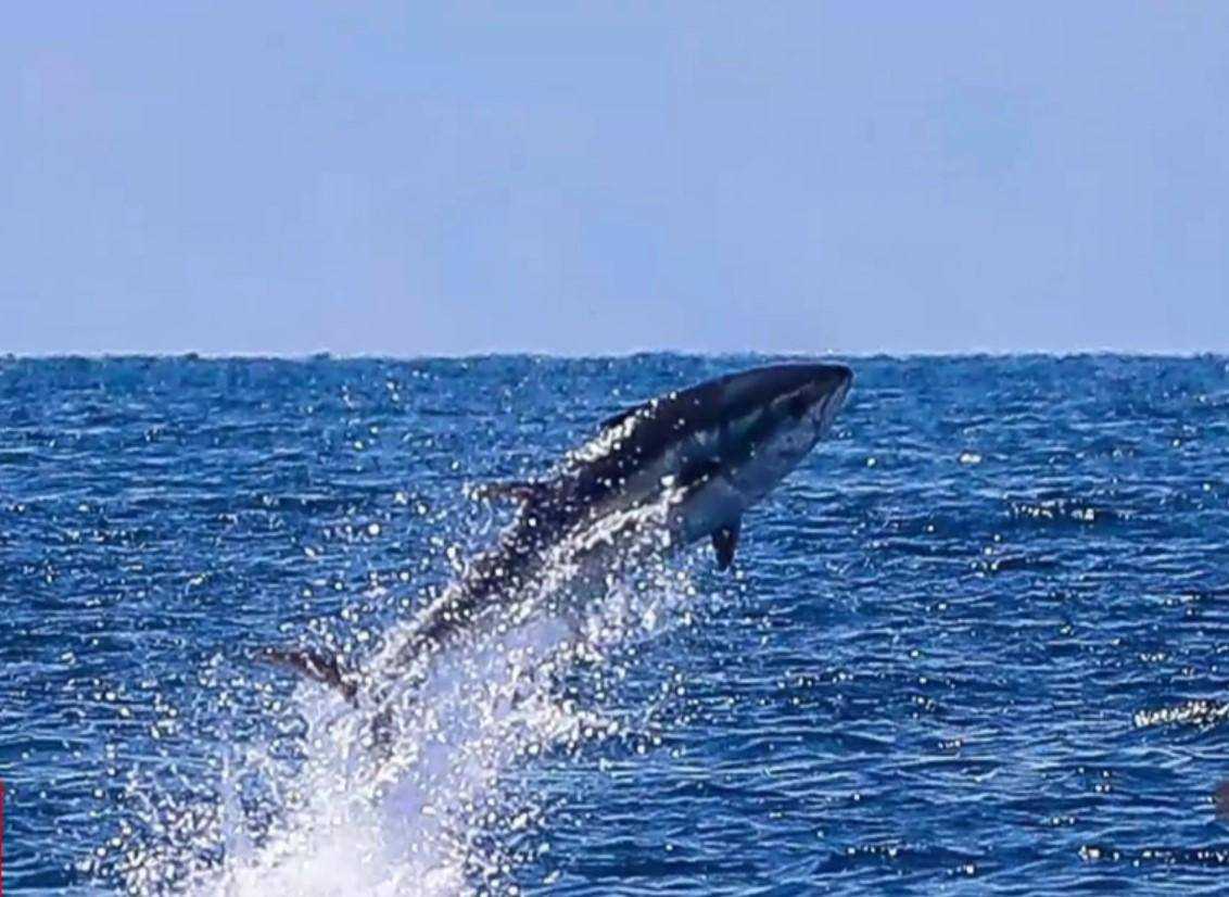 У Хорватії зграя блакитних тунців влаштувала ціле шоу, а в Аргентині грайливий кит "чіплявся" до відпочивальниці
