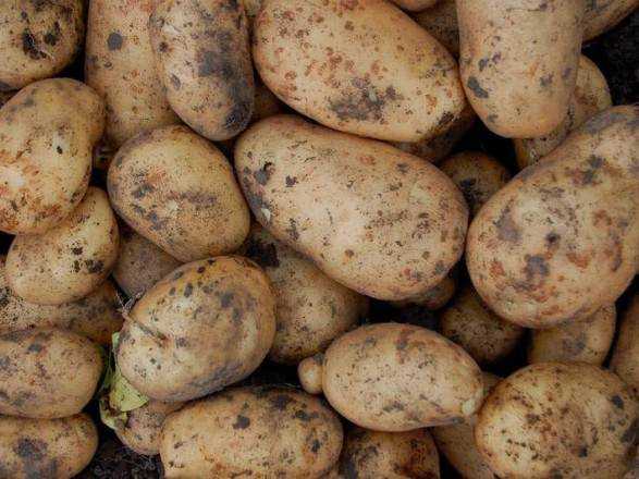 Експерт прогнозує зростання вартості картоплі в кінці жовтня
