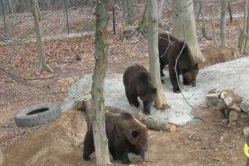 В Карпатах медведи не могут впасть в спячку из-за аномально теплой погоды