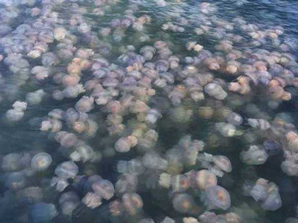 Нашестя медуз на Бердянськ: мер закликав жителів міста змиритися