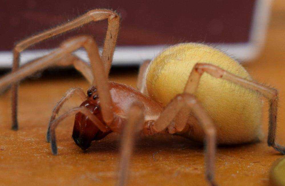 Павуки з чотирма щелепами: українців попередили про отруйних істот, які стрибають та кусаються