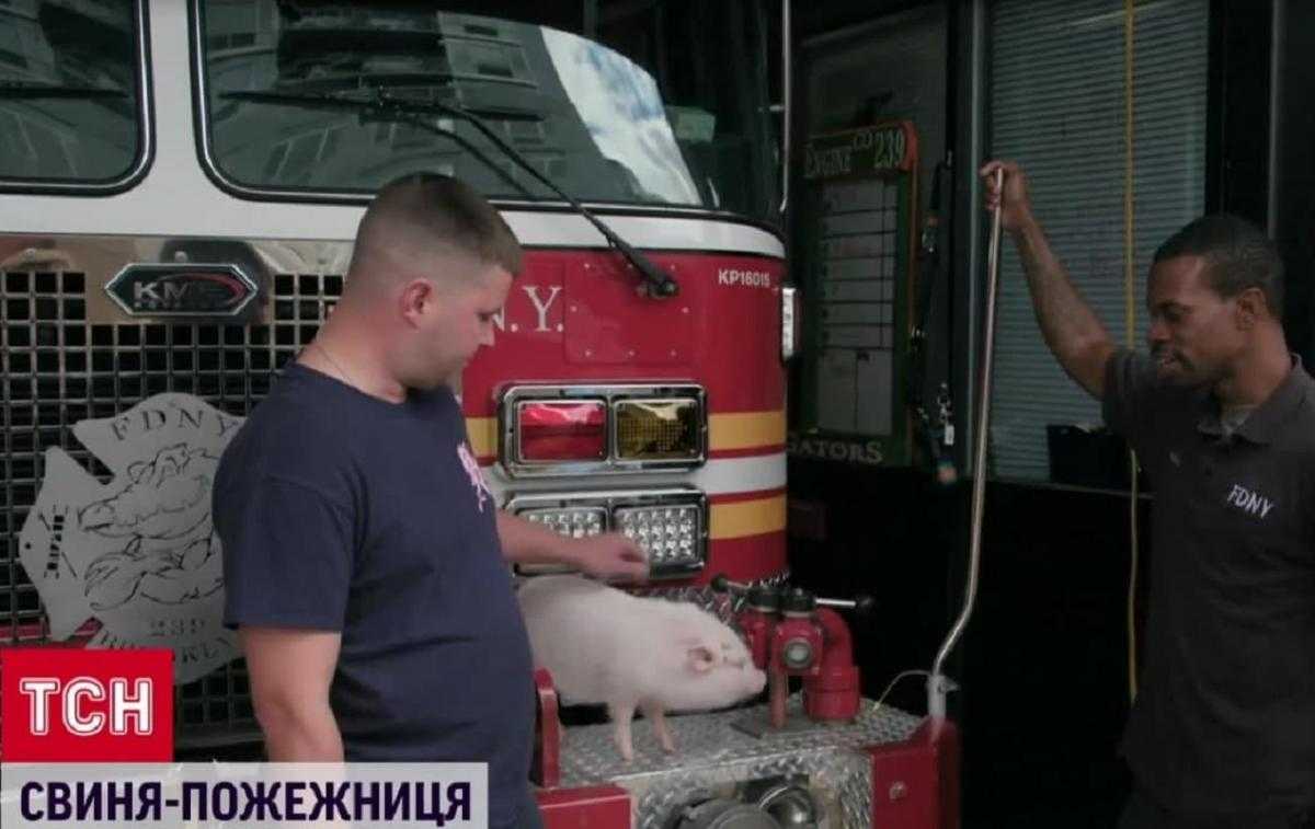 Свиня-пожежниця: рятівники у США взяли на службу справжню льоху