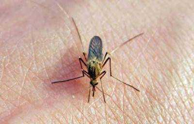 Названы любимая группа крови комаров