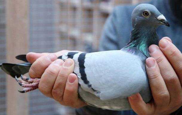 За нарушение карантина в Австралии хотят усыпить голубя