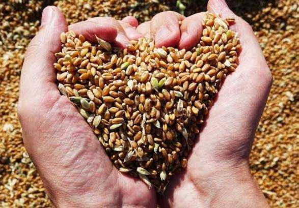 Будапешт пропонує експорт українського зерна через свою територію