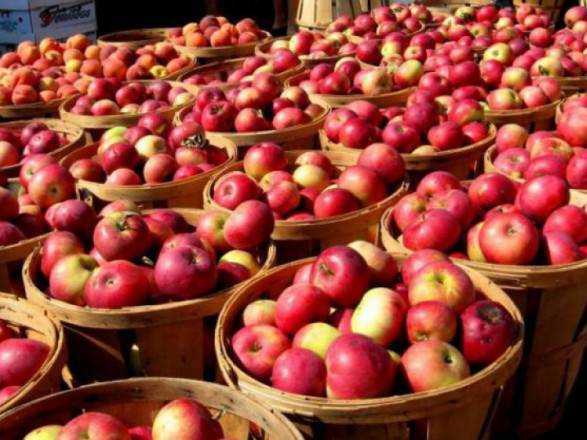 Эксперт дал прогноз урожая яблок в этом году