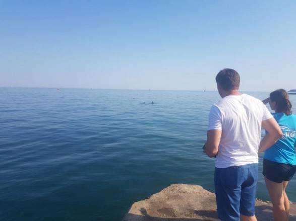 На одесском пляже застряла группа дельфинов: их пытаются спасти