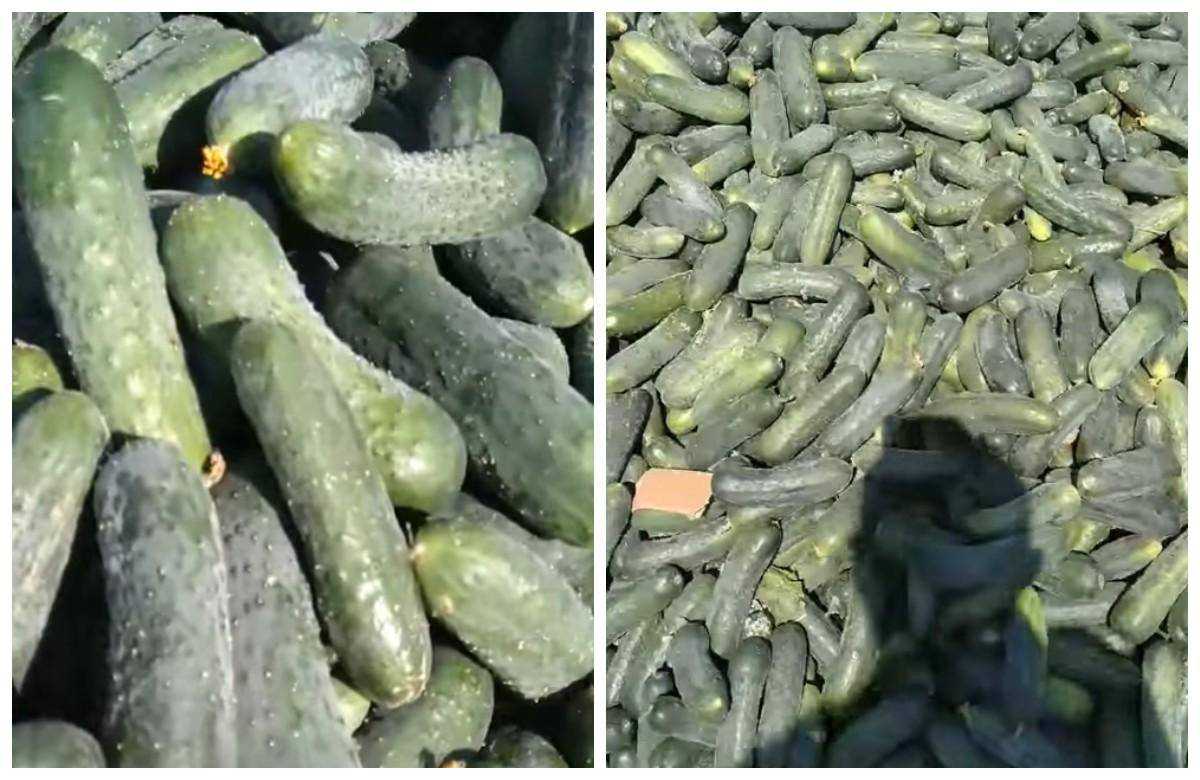 Огірки за 1 гривню: фермери на Херсонщині викидають врожай через обвал цін