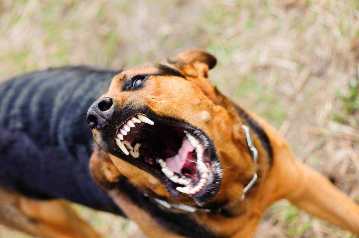 Стікла кров'ю: у Запоріжжі безпритульний собака до смерті загриз жінку