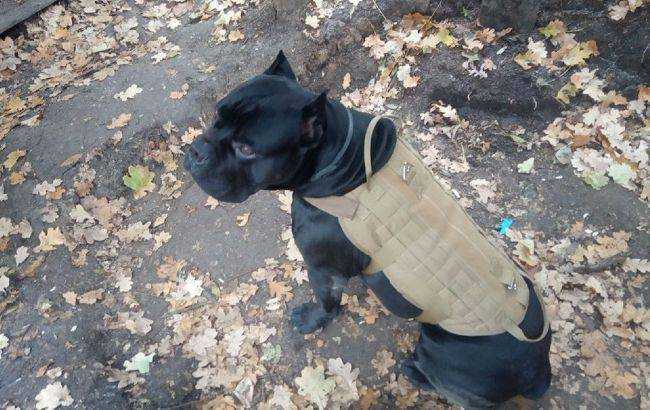 Український пес-розвідник Вася на фронті вирвався з полону окупантів. Відгриз собі лапу