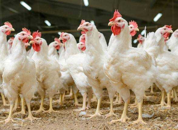Украина поборется с Россией за международный рынок курятины