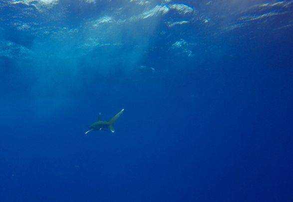 Друга жінка загинула внаслідок нападу акули в Червоному морі