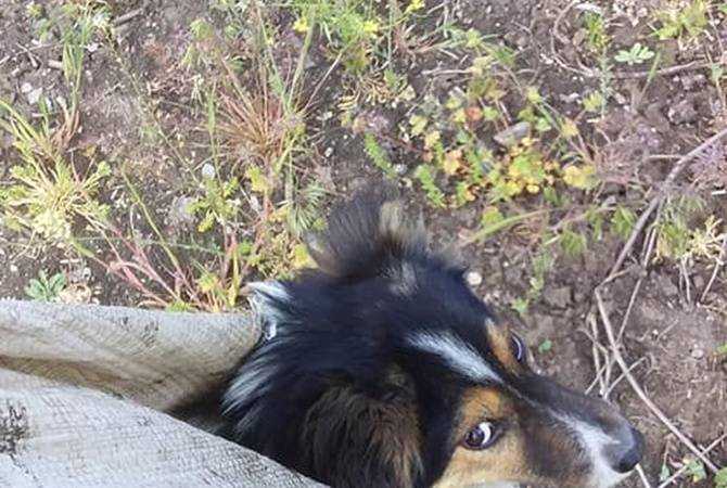 В Запорожье спасли собак, которых выбросили на обочину в мешках