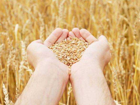 Блокада росією портів загрожує скороченням посівів зерна в Україні на 30-60% - Мінагрополітики