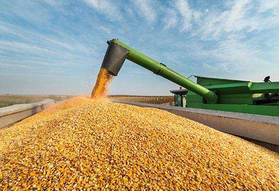В Україні аграрії почали молотити кукурудзу