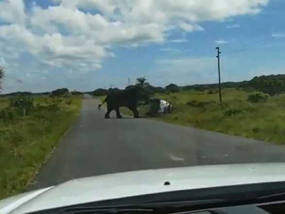 У Африці слон перекинув автомобіль з туристами