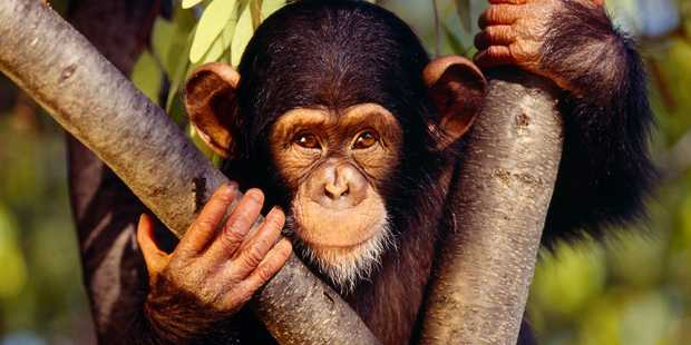 Мутант человека и обезьяны: ученые показали результат эксперимента