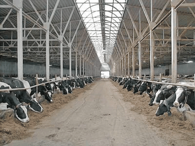 В 2014 году производство молока экстра-класса в Украине может вырасти на треть - эксперт