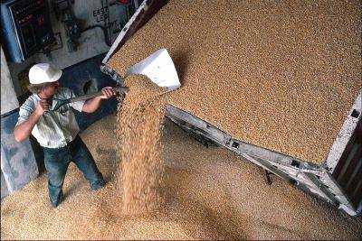 Государственная зерновая корпорация закупила по споту 1,7 млн тонн зерна на сумму 3,63 млрд грн