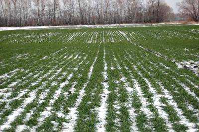 Минагропрод: Озимые зерновые в Украине к 7 ноября взошли на 87% площадей