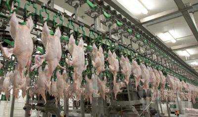 Госстат: Украина продолжает увеличивать производство свинины и мяса птицы