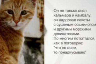 "Коммунисты Петербурга" приняли в партию нового члена - рыжего кота, который съел морепродуктов на тысячу долларов (видео)