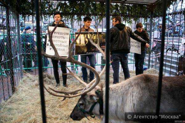В центре Москвы активисты забаррикадировались в клетке с оленем (ФОТО,ВИДЕО)