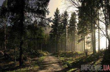В Украине в этом году предполагается воссоздать леса на 46 тыс. га - Минагрополит