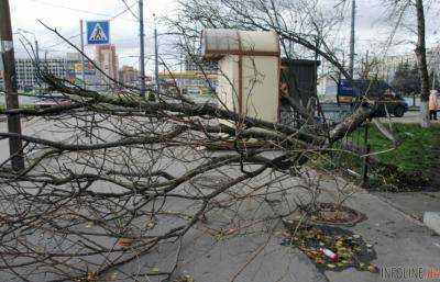 В Киеве из-за непогоды на ребенка упало дерево