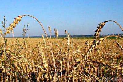 Себестоимость посева зерновых культур в Украине выросла почти вдвое
