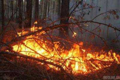 На Забайкалье площадь лесных пожаров достигла 195 тыс. гектаров