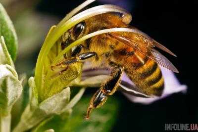 В Черкасской области погибли по меньшей мере 3 000 семей пчел из-за фермерской обработки полей химикатами