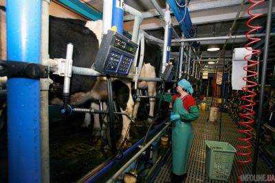 Минагрополитики: В Украине в этом году ожидается производство 11 тыс. тонн молока