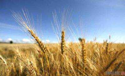На днях Украина побьет собственный рекорд по экспорту агропродукции - А. Павленко