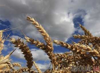 Украина может собрать около 60 млн тонн зерна и экспортировать до 37 млн ??тонн - Минагрополитики