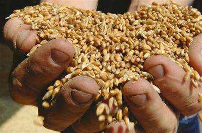 В целом по Украине собрано около 4,5 млн тонн зерна нового урожая