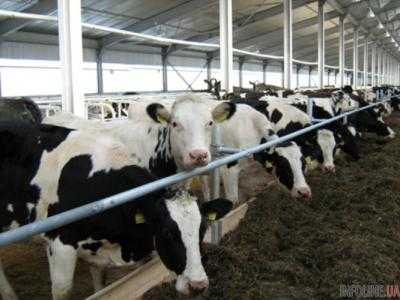 Поголовье крупного рогатого скота сократилось на 7,5% - Госстат